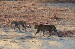Read more about the article South Luangwa National Park