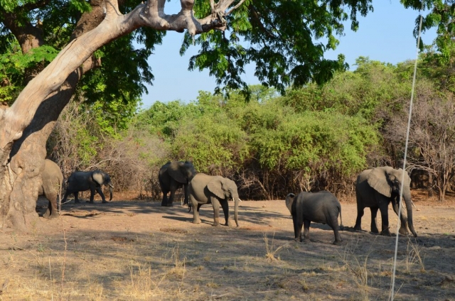 Elefanten im süd Luangwa NP
